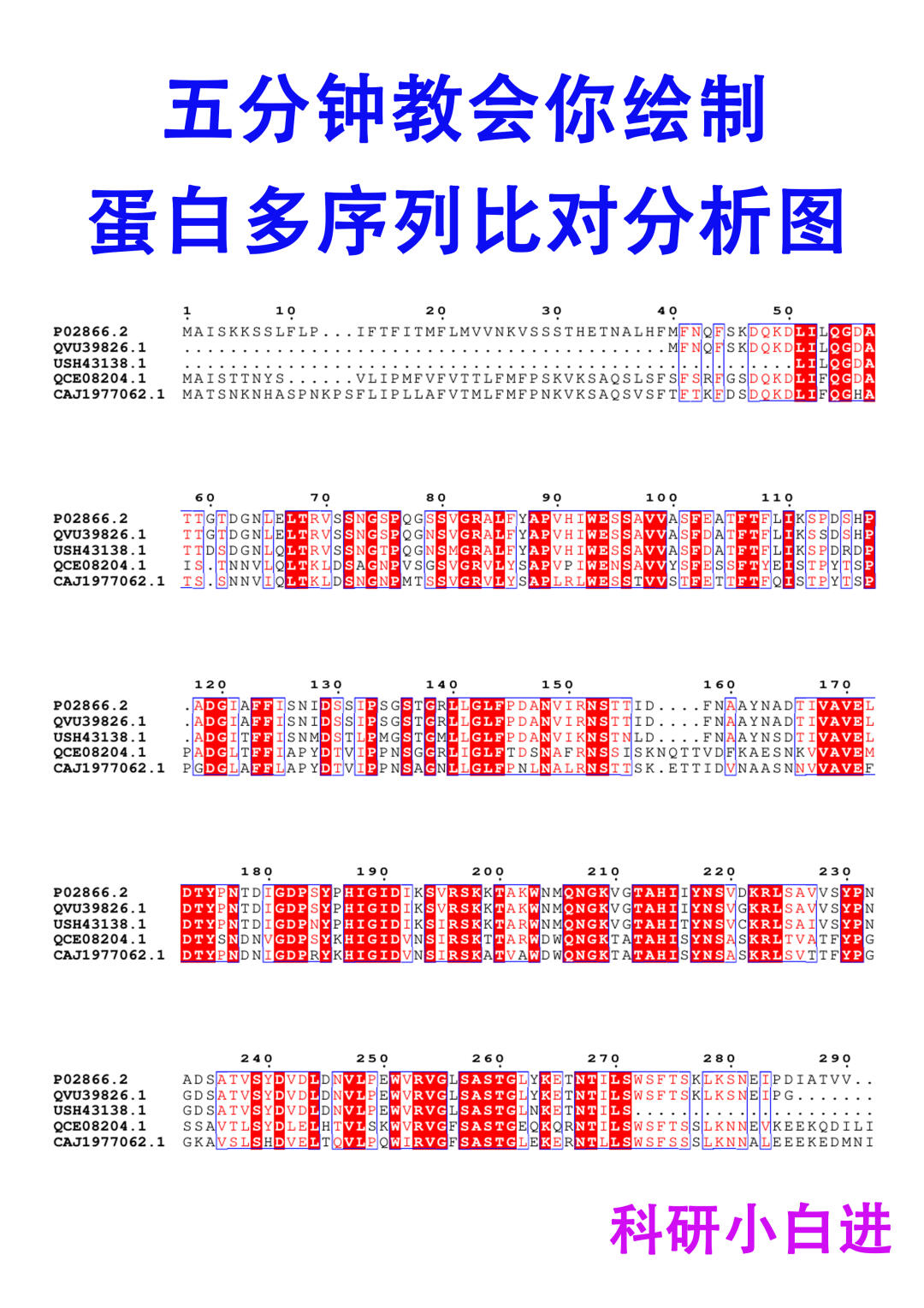 五分钟教会你绘制蛋白多序列比对分析图