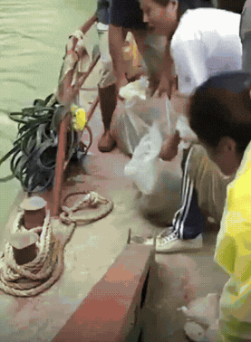 多位市民包船到河中心，将几大麻袋数百条蛇“放生”河中。倾倒间，密密麻麻的蛇在水中