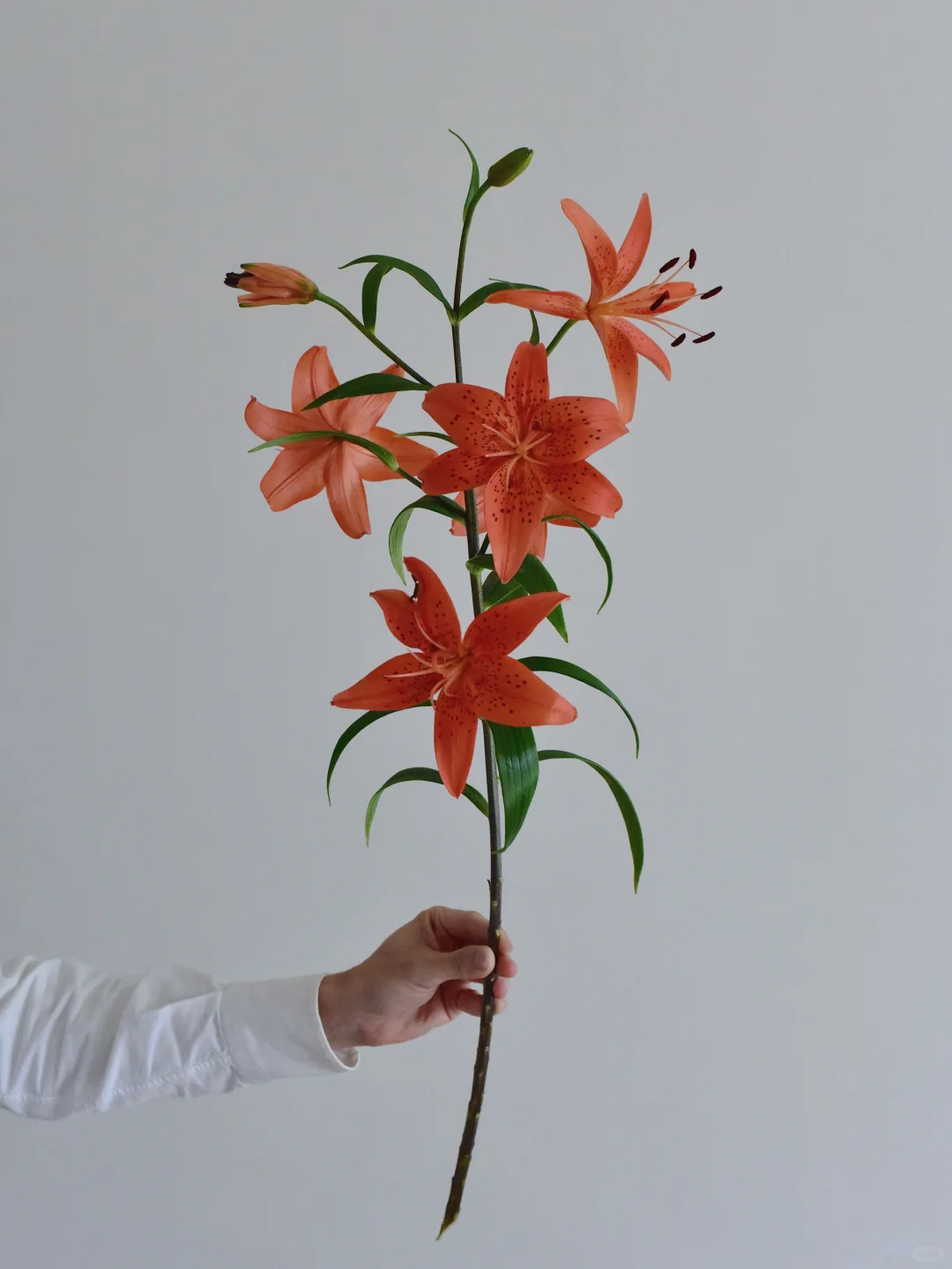 百合·神秘女子树