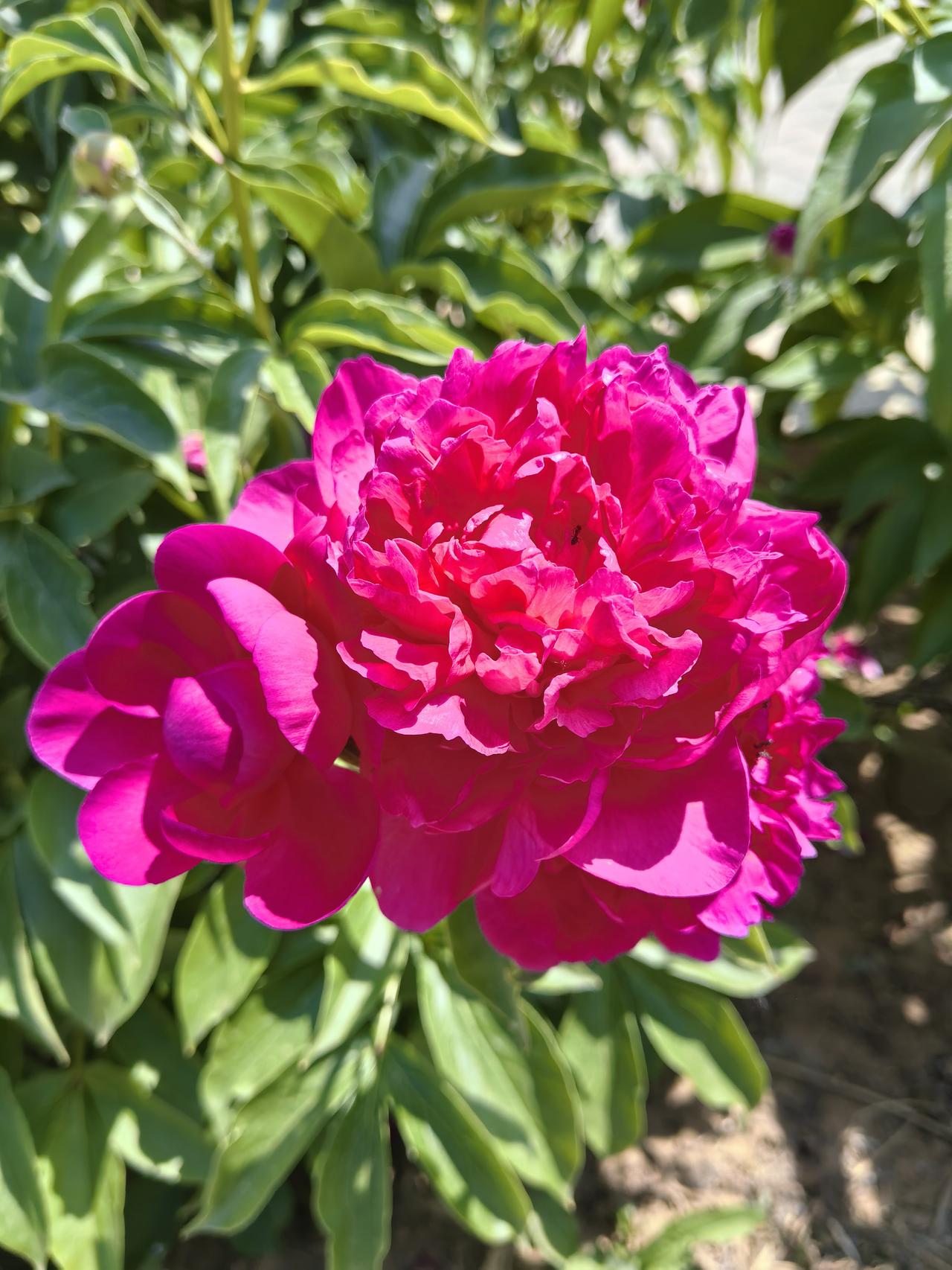 再拍芍药花
～平谷湿地公园
芍药花季节性很强，前几天去的湿地公园拍摄了几张芍药花