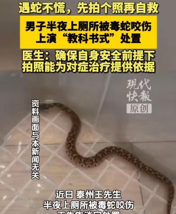 男子半夜上厕所被蝮蛇咬伤
近日，江苏泰州的王先生半夜上厕所，被一条伺机潜入的毒蛇