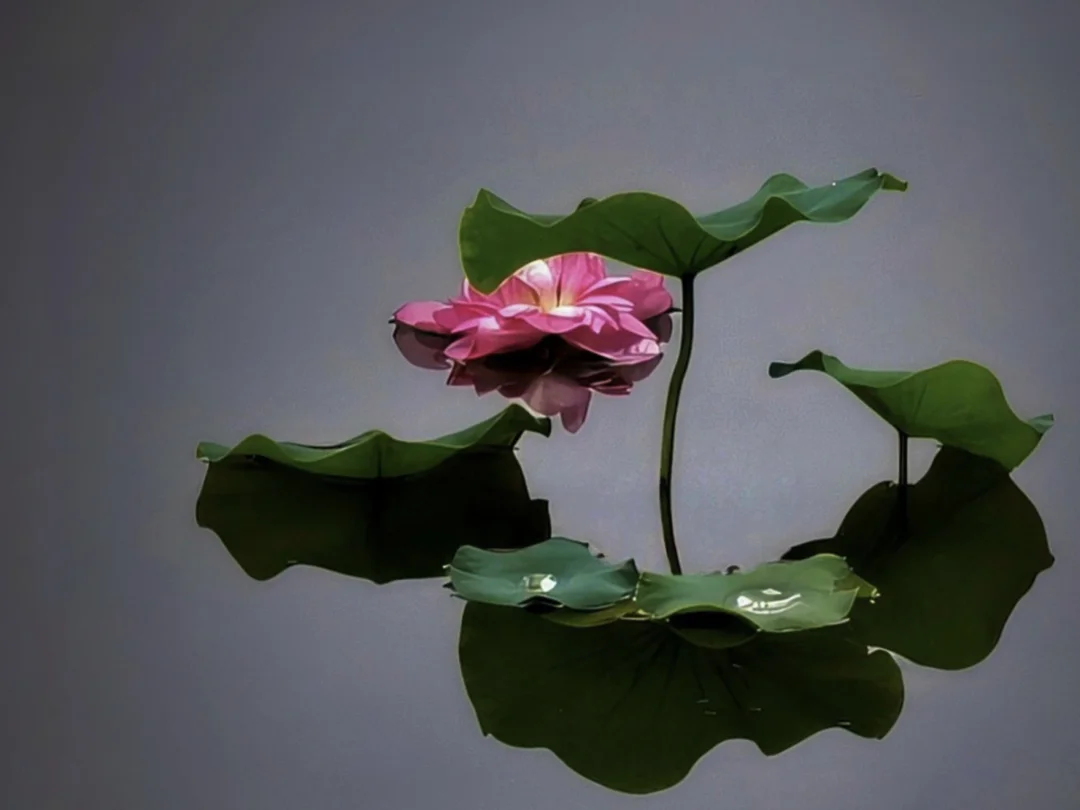 “夏与荷”