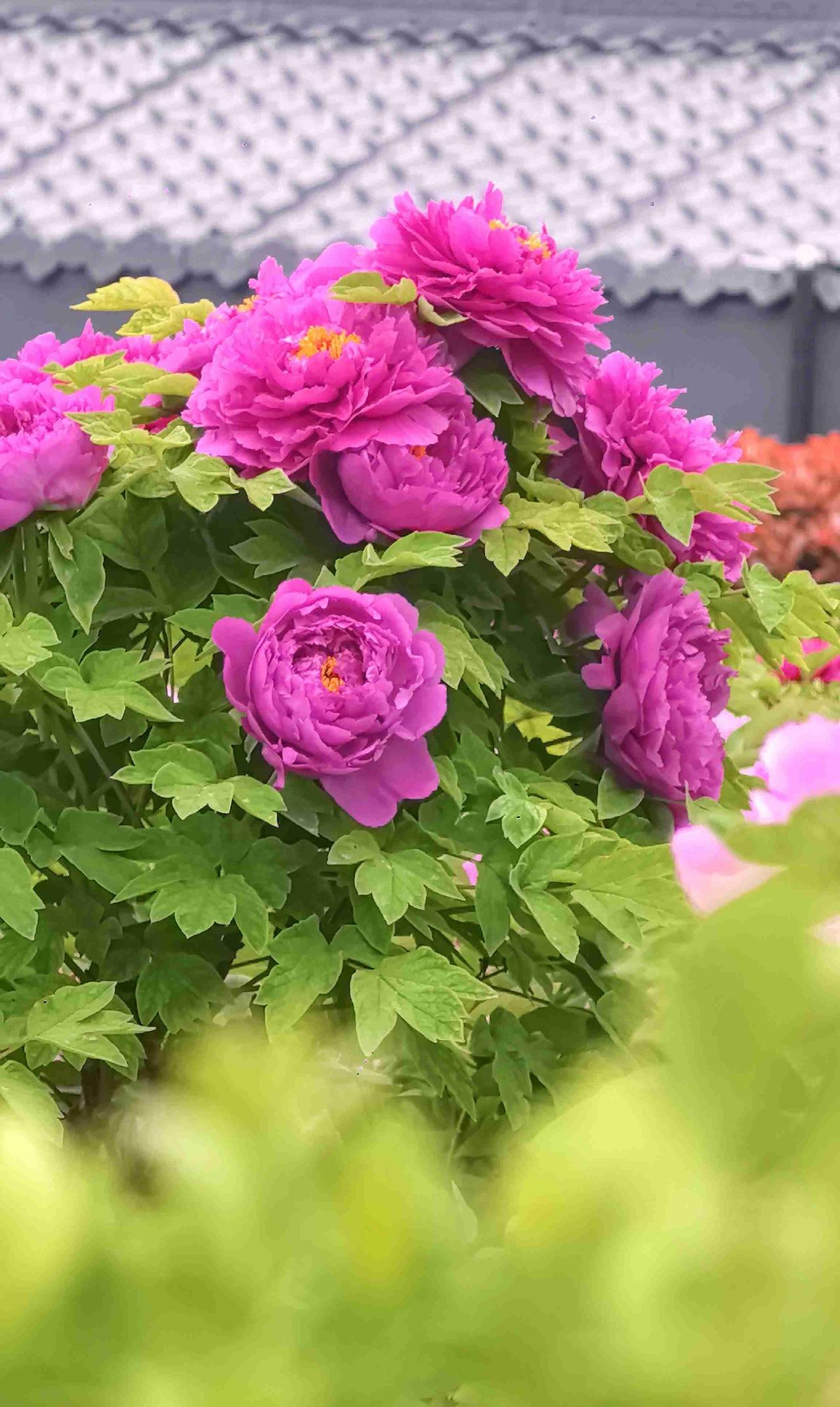 我的今日状态：🏝️旅行度假
我这里的天气：☀️晴天。今天畅游洛阳天堂明堂景区，