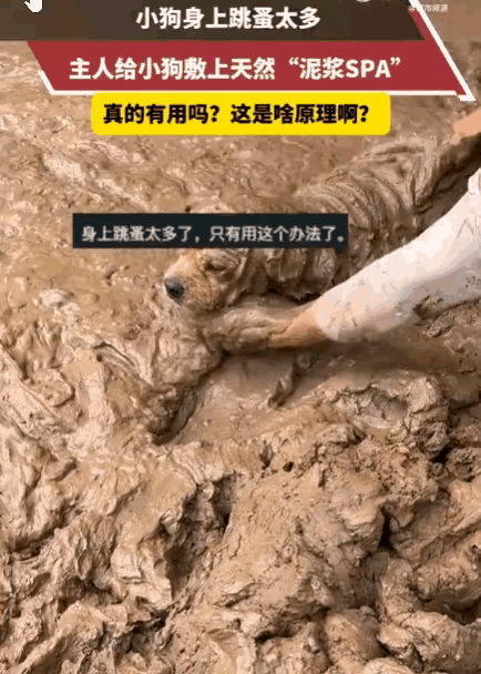 四川大哥用泥浆帮狗狗除跳蚤，百万网友热议，土办法居然效果出奇好
 
万万没想到！