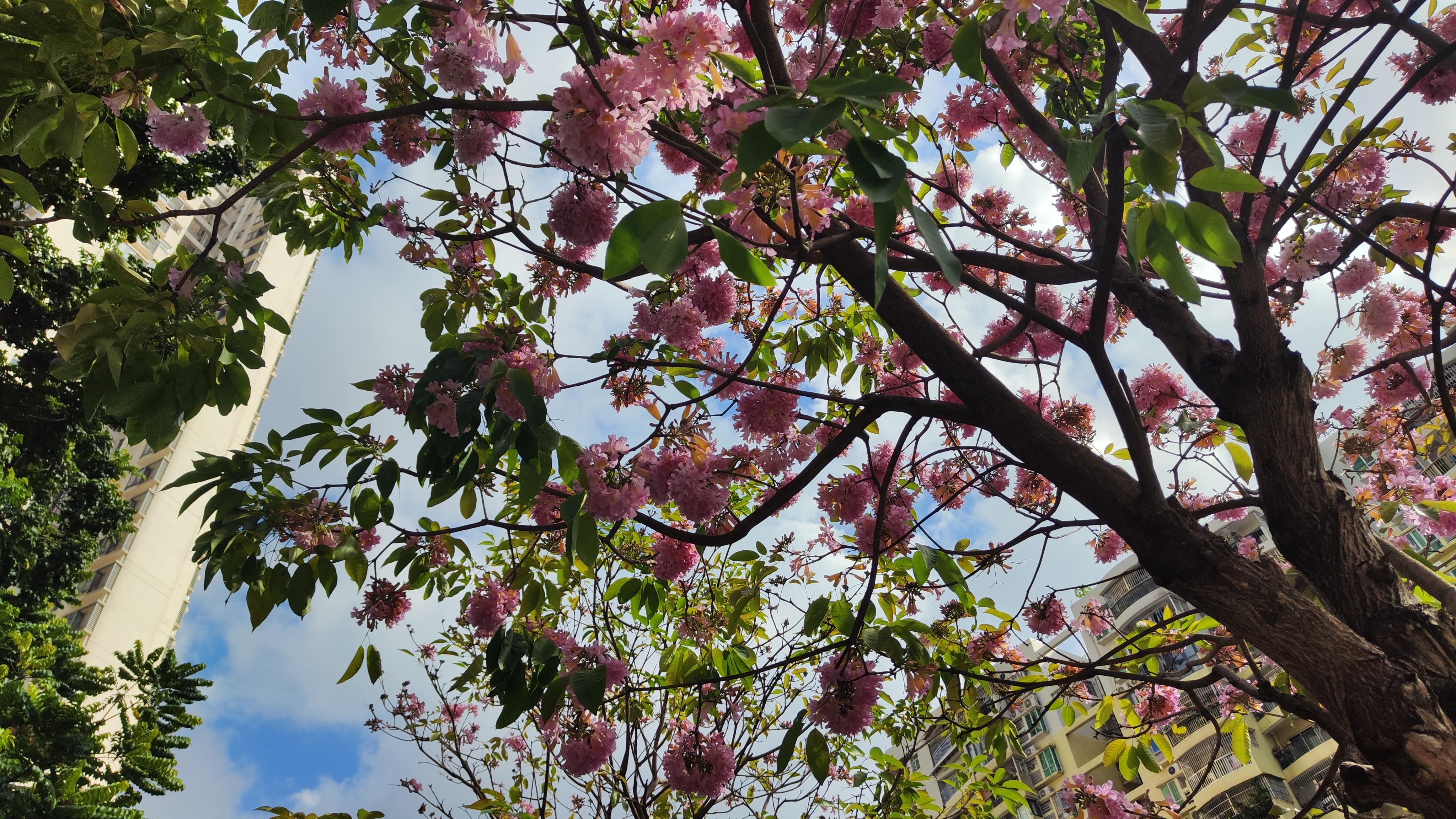 26度的冬至，注意防暑降温。暖得离谱的秋天，今年的异木棉也开得异常好 