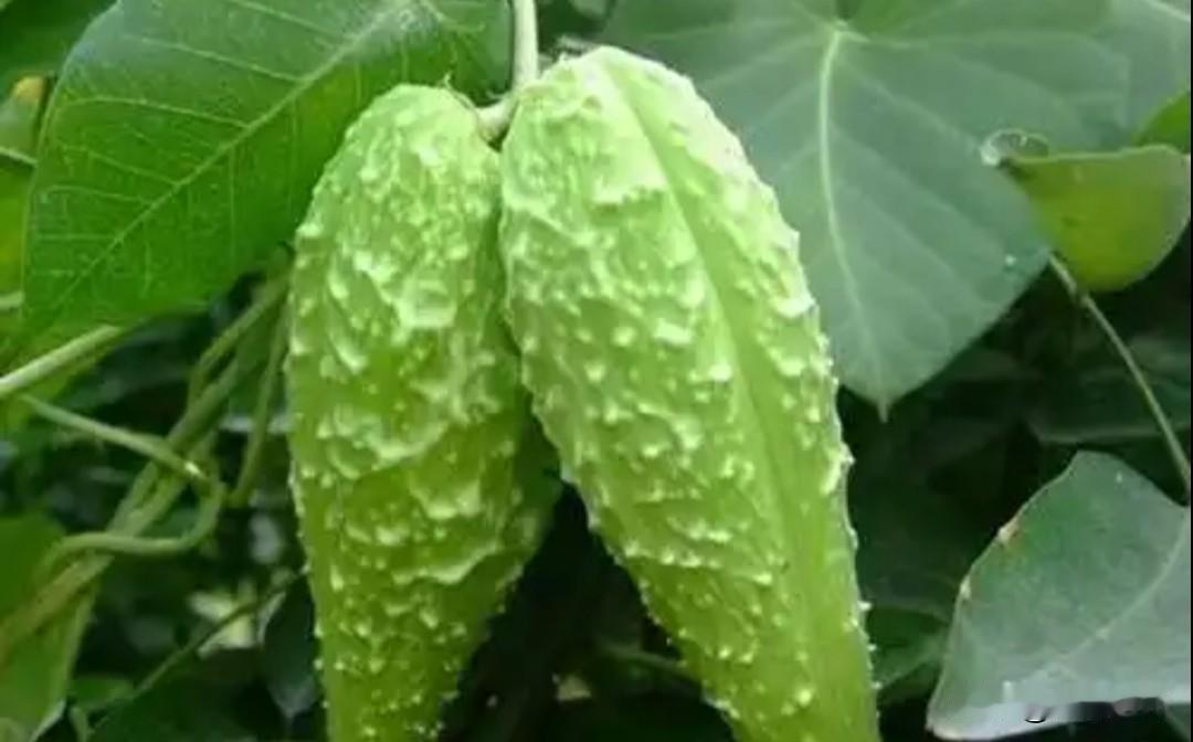 小鸡不尿尿，各有各的道。你看老瓜瓢生存之道，成熟后干透了，裂开外皮，风就把它的种