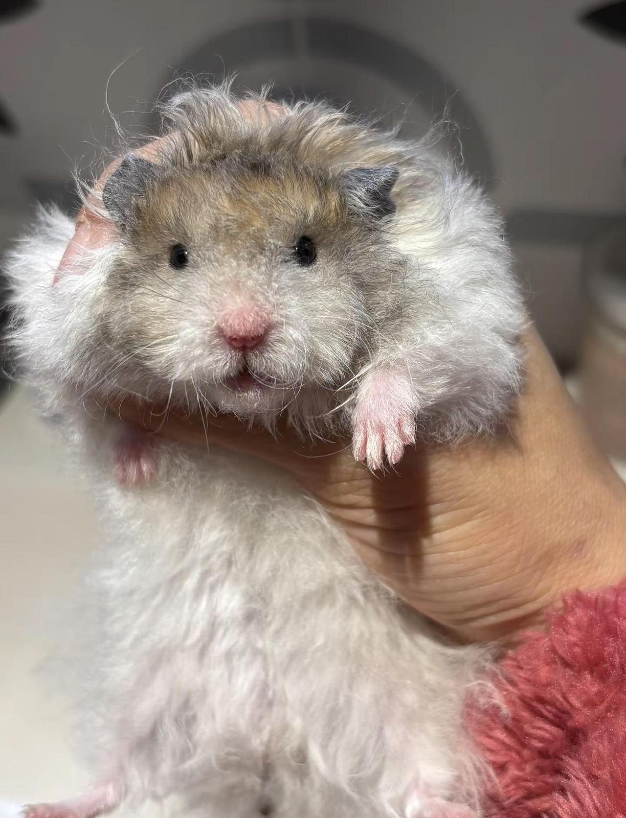 衢州有没有可以领养金丝熊的呀🫶🏻🫶🏻🫶🏻东西齐全，成年熊，养老熊都可