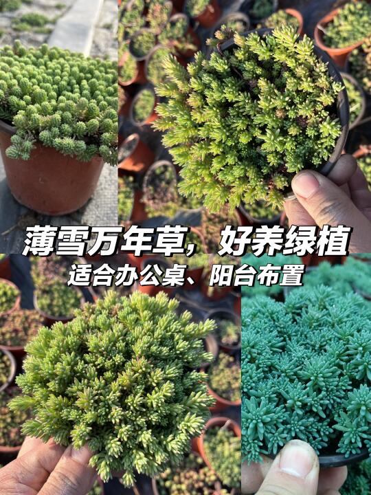 薄雪万年草🌿新手懒人必备