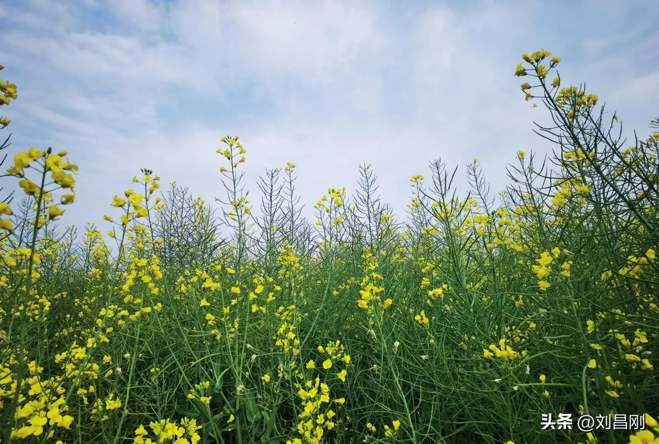 沁园春·清明祭
（2025年4月4日）
雨洗清明，柳色氤氲，燕影朦胧。恰焚香祭祖