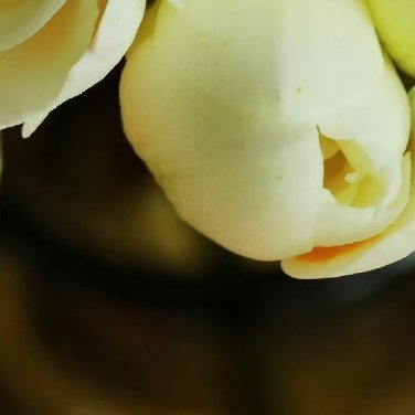 0000 小苍兰（香雪兰）是典型的秋植球根花，遵循 秋种、冬长、春开、夏眠 的规
