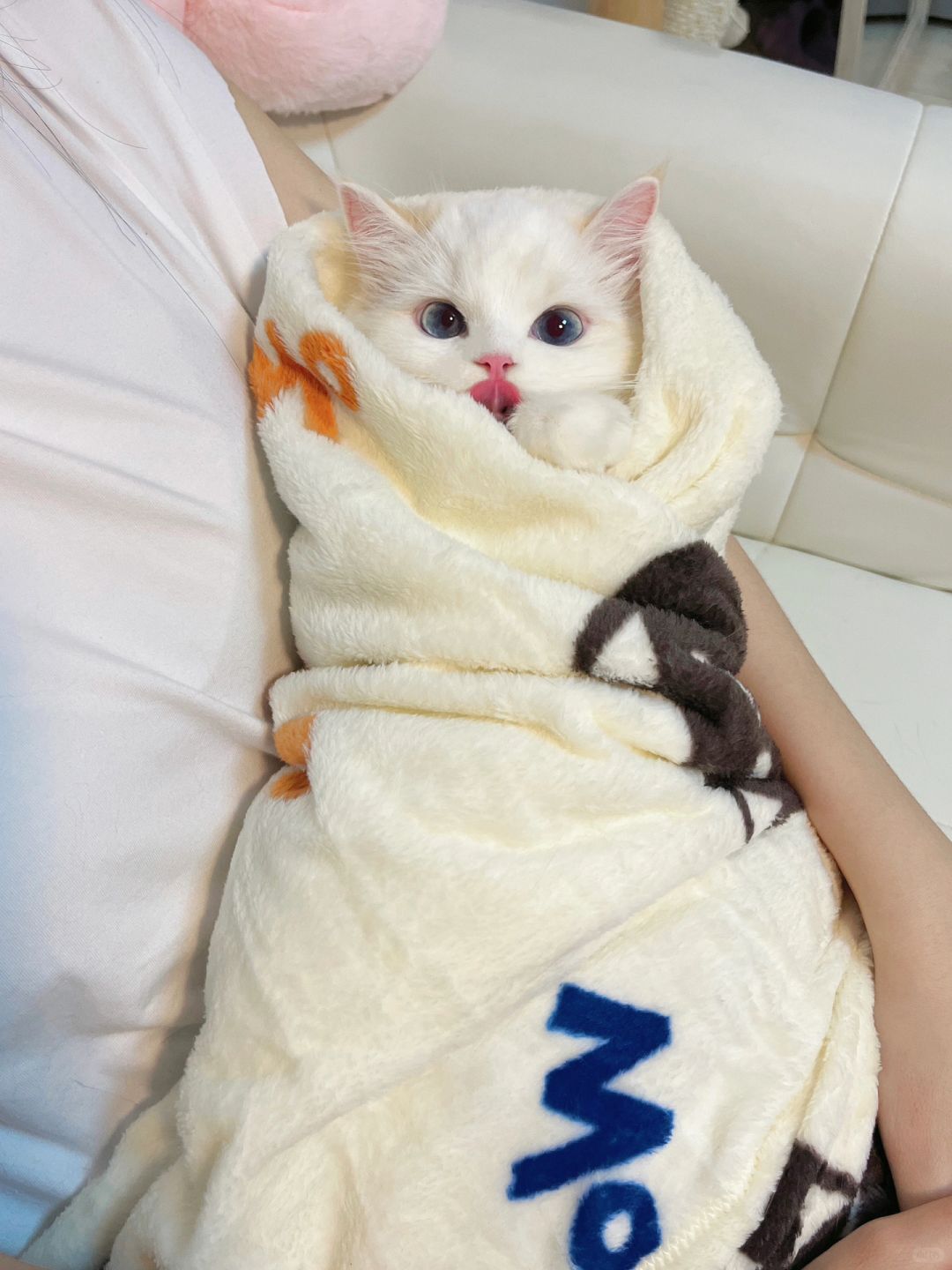男朋友快30给生的小猫 我很骄傲～