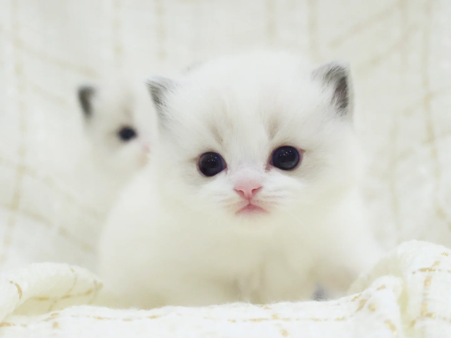 兄妹两只猫猫祟祟🤓｜日本布偶猫舍｜东京布偶