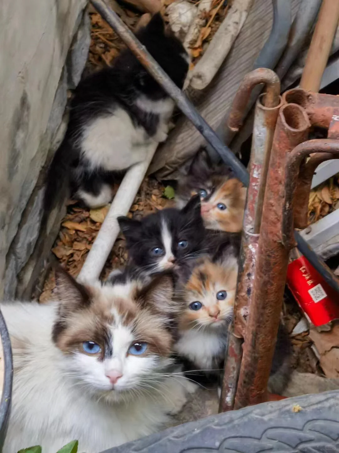 为母则刚布偶猫被抛弃垃圾堆养大5个娃】  曾是美丽的宠物。但是被主人抛...