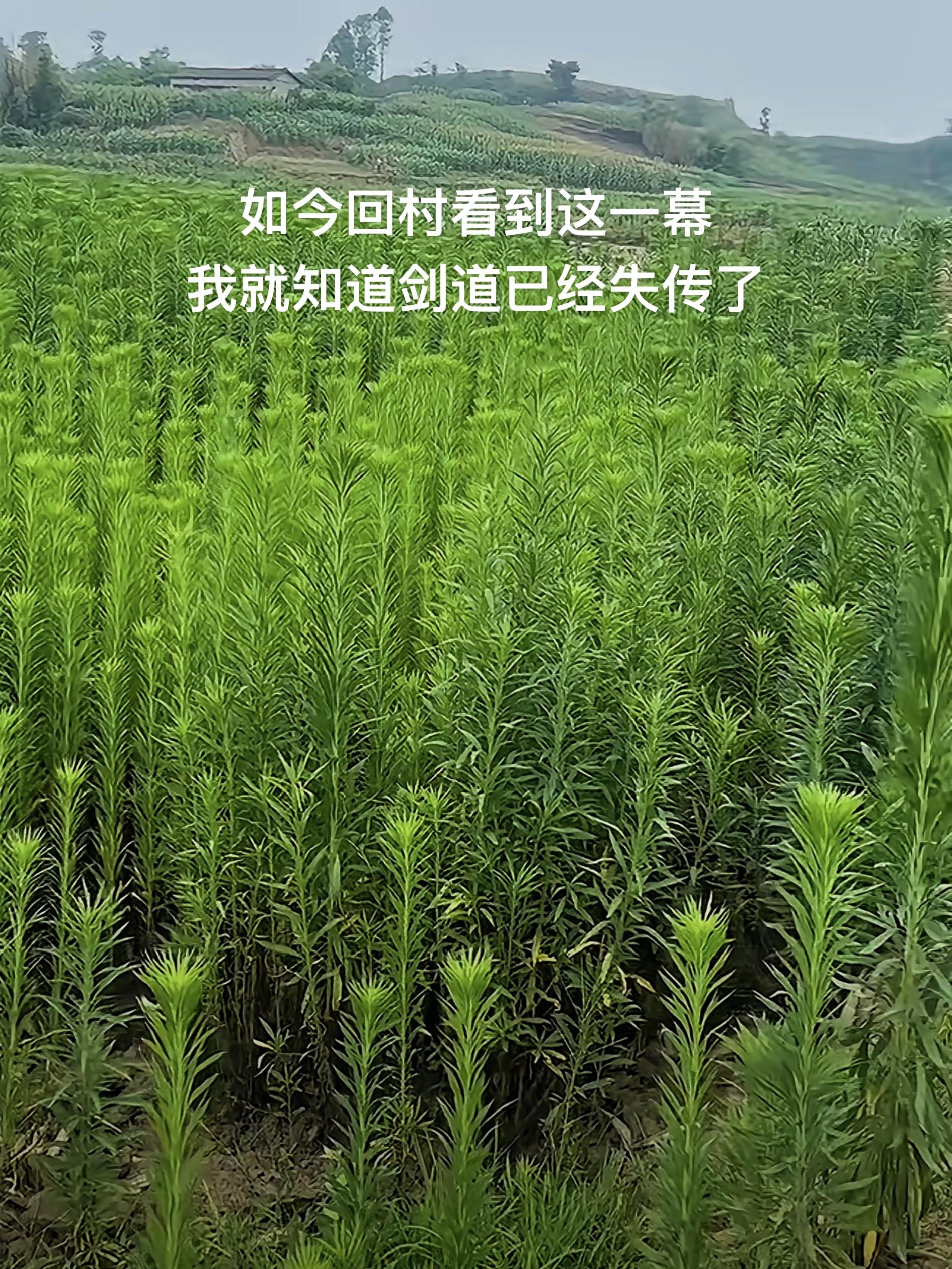 终究还是失传了啊