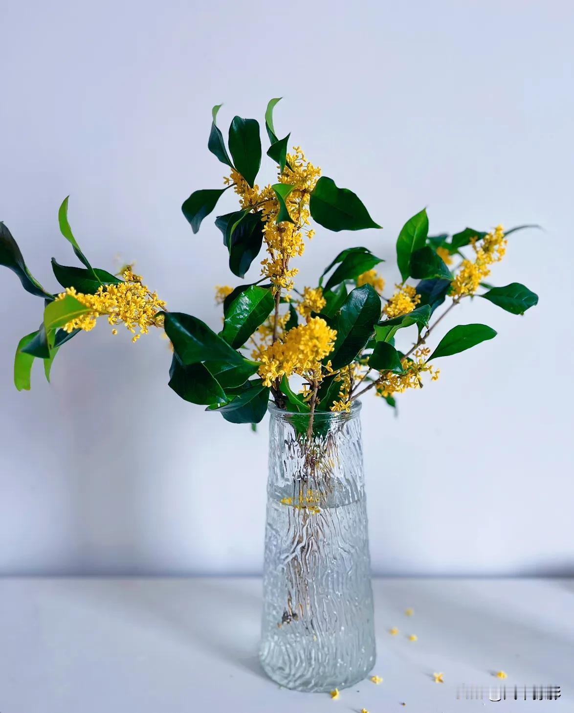 今天自己做了一回贼。小区里、公园里、马路边的桂花树像是约好了似的，竞相绽放，一眼