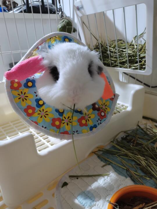 给大家报告小宝的最新状况