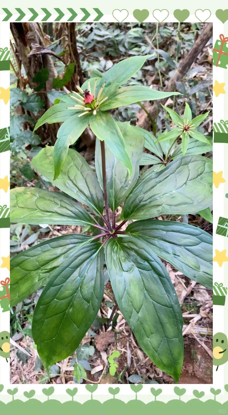 这是什么植物？叶子长得很规整。