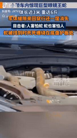 4月24日，云南玉溪，一条将近3米长的巨型眼镜王蛇突然窜进了路边的小轿车里，这事