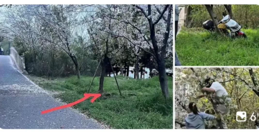 4月6日下午，一段发生在外滩之北的视频打破了春日的宁静。画面里，上海顾村公园内一