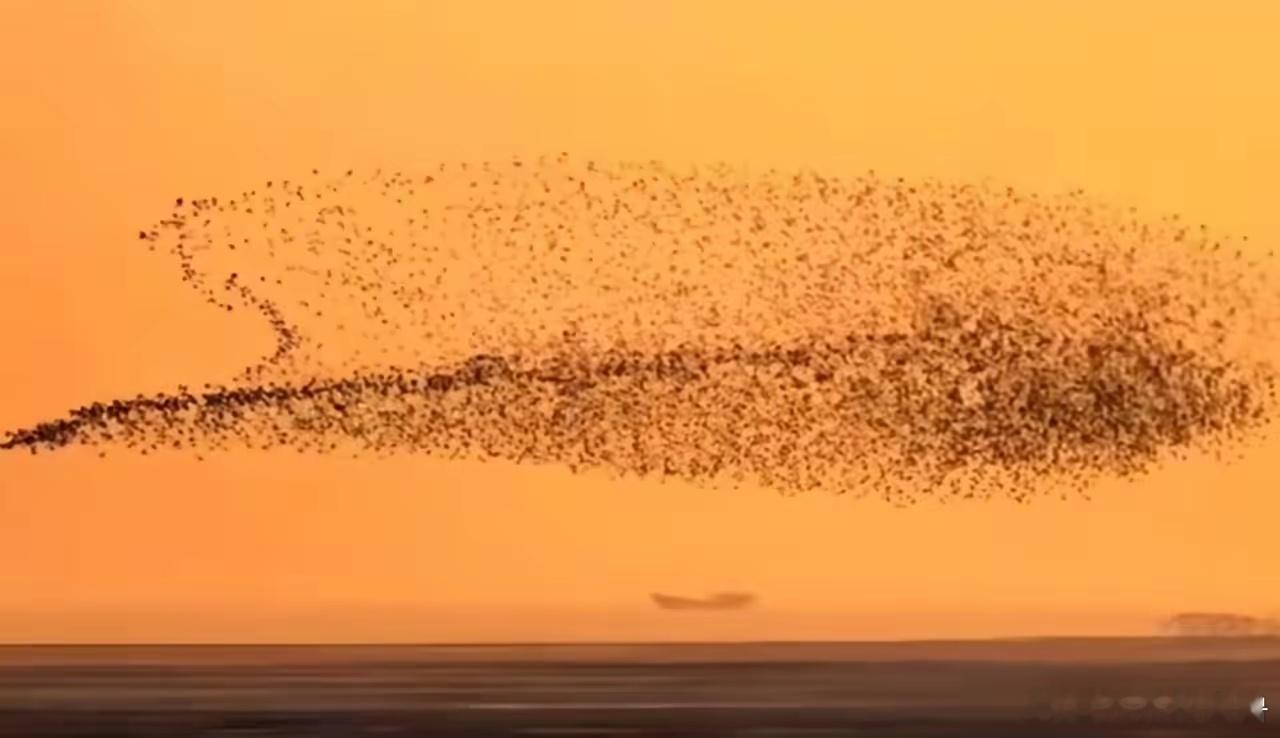 鸟浪真的是黄河对东营的独厚恩惠，是世界级绝无仅有的自然景观，落霞与孤鹜齐飞也在此