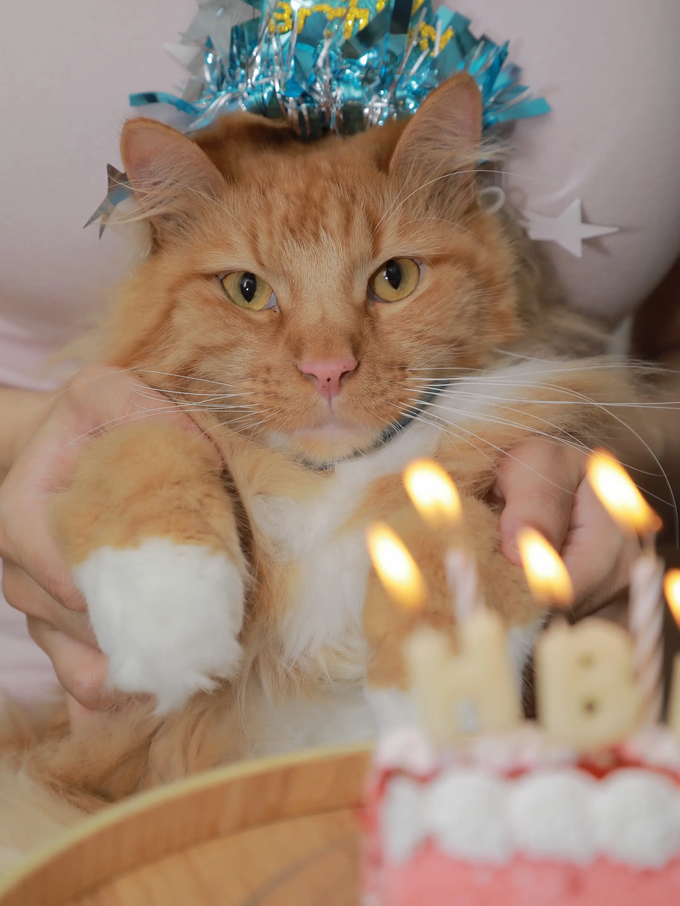 哈基米生日快乐🎂喵🐈(≧∇≦)