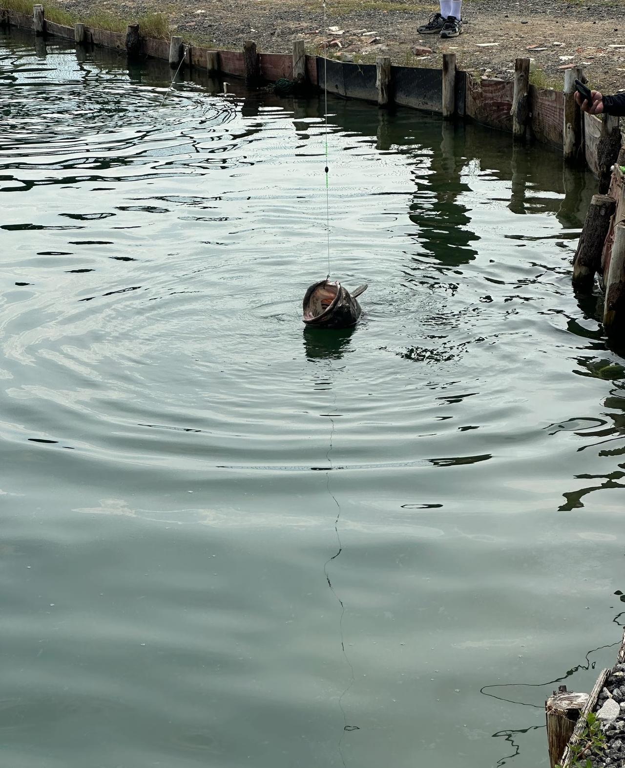 这黑坑里的鱼不好钓，不知道什么原因，是老板打药了还是什么，反一天就是不吃钩，钓费