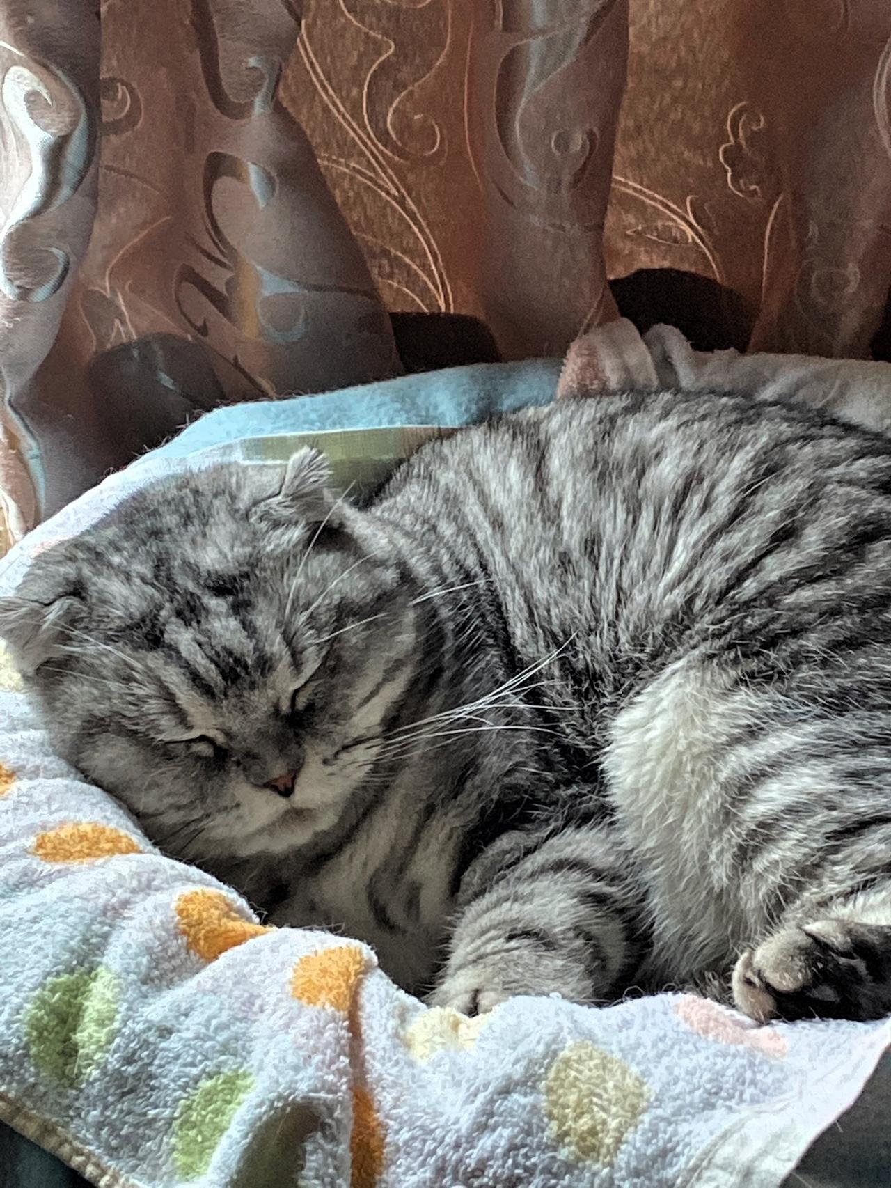 晒出你家猫咪的睡姿酣睡的猫咪，像一位老人在睡午觉一样可爱！猫咪 猫咪大明星