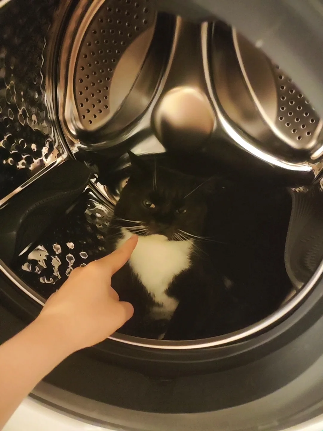 奶牛猫是真的好，建议大家都养奶牛猫