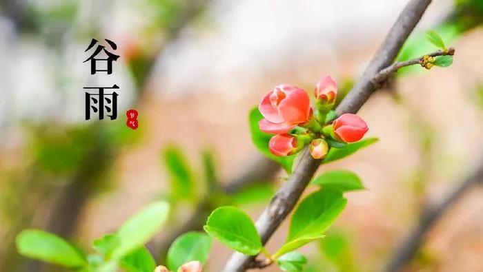 【谷雨三题】
．
（其一）
．
浓酒谷雨饮三杯，
小风迎面吹一吹。
春来即便多荒