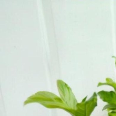 马蓝（药用观赏双用小众草本，全新品类）实拍植株样貌直立丛生草本，宽大深绿椭圆形叶