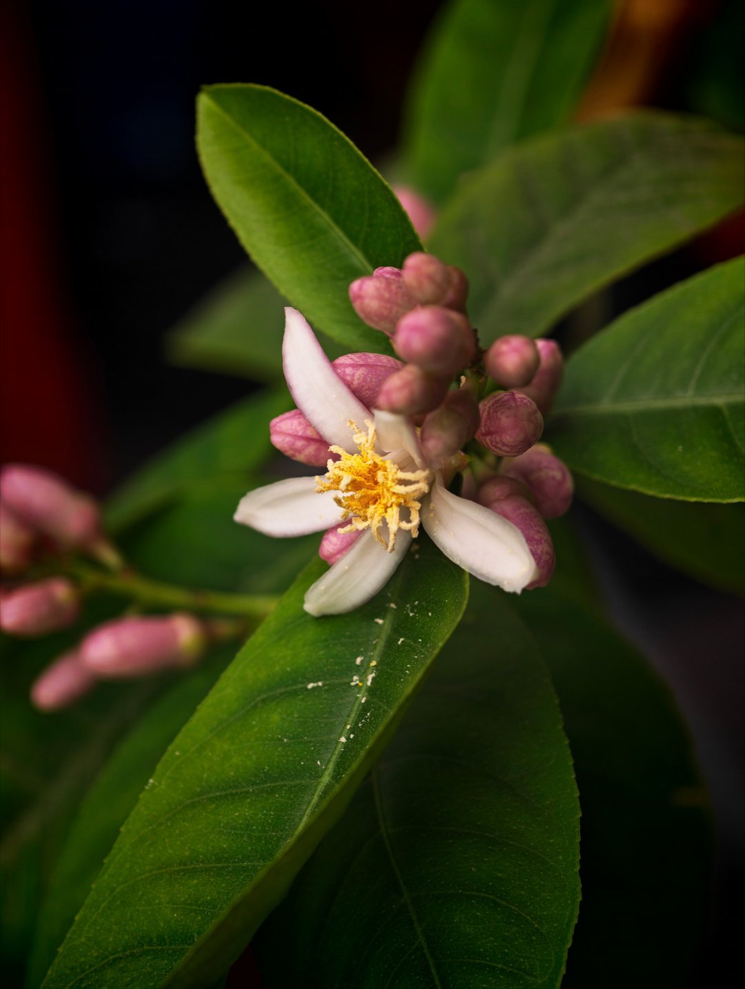 早～种了两年的香水柠檬终于开花了。只是，只有一朵开了，怕是结不了果自制柠檬茶的梦