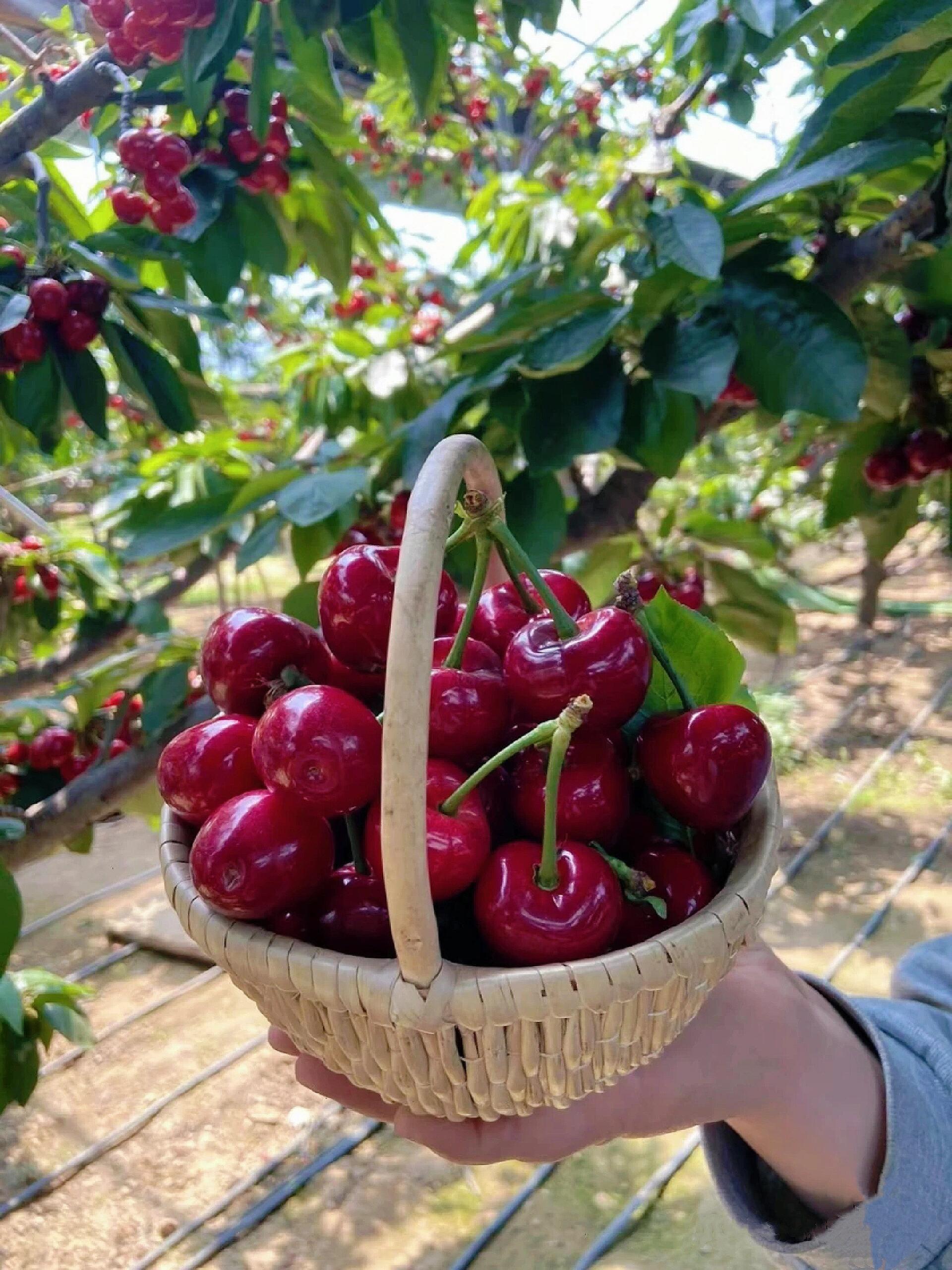 车厘子（英文名：Cherries）是欧洲甜樱桃栽培品种。音译自英语单词Cherr