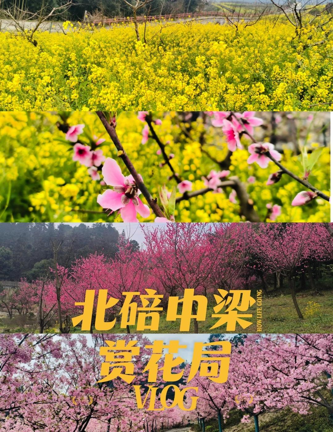 北碚中梁赏花局｜四花连赏
春天最好的打开方式，就是走进花海里
---
🗺️ 路