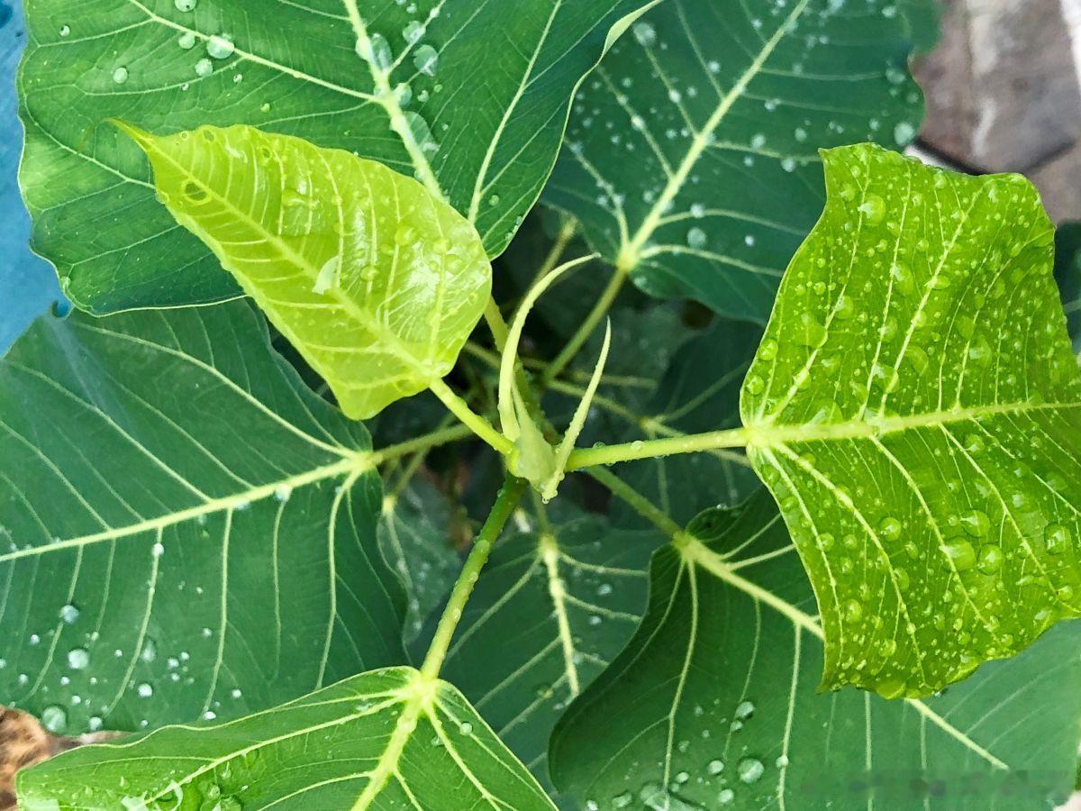 IPO雷区预警：高管频繁变动=重大不利变化！监管红线很明确：董监高变动不能影响公