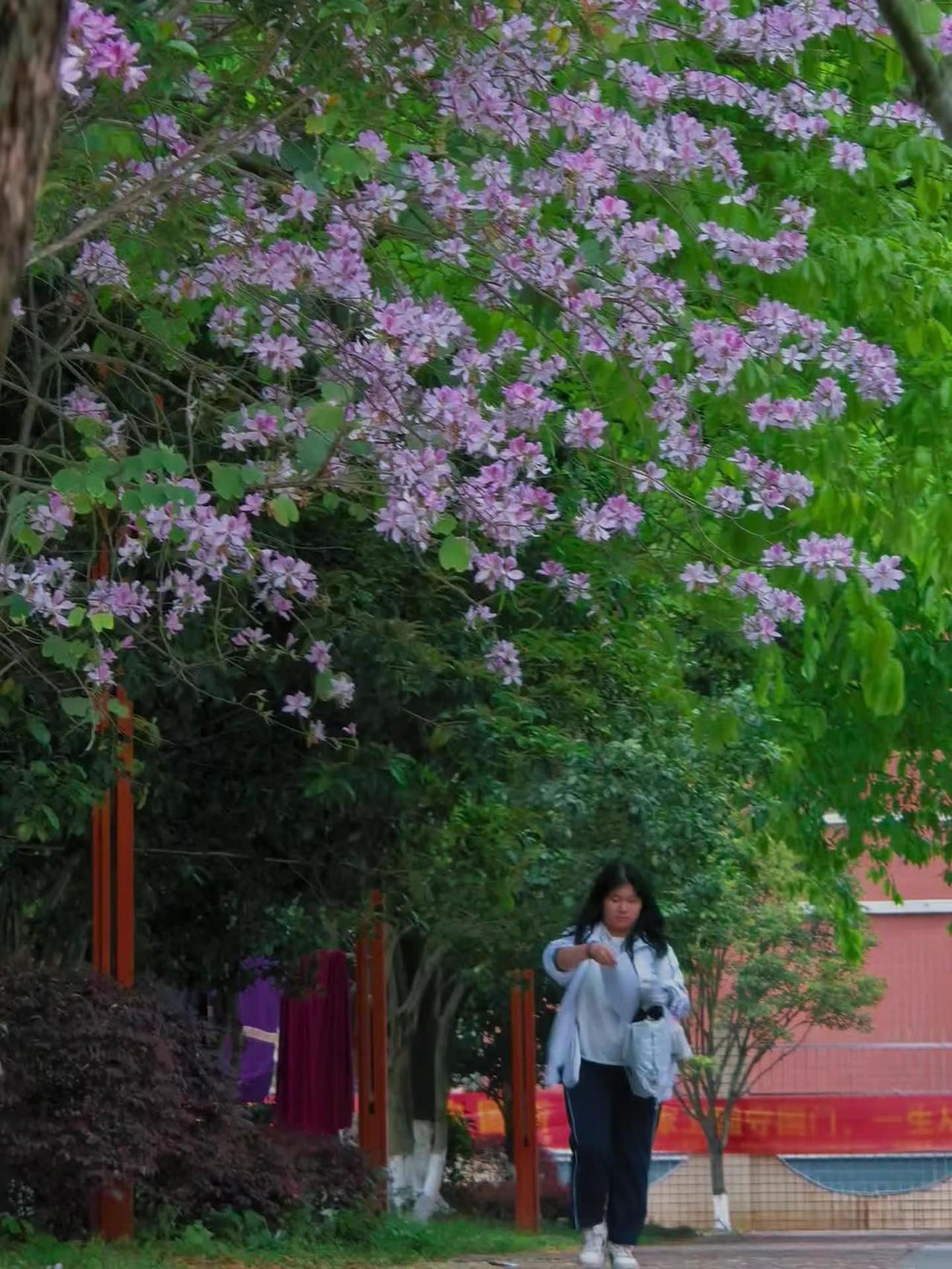 2026华为影像大赛｜你参加了吗？ XMAGE影像定格路边美景，个性色卡的色彩，