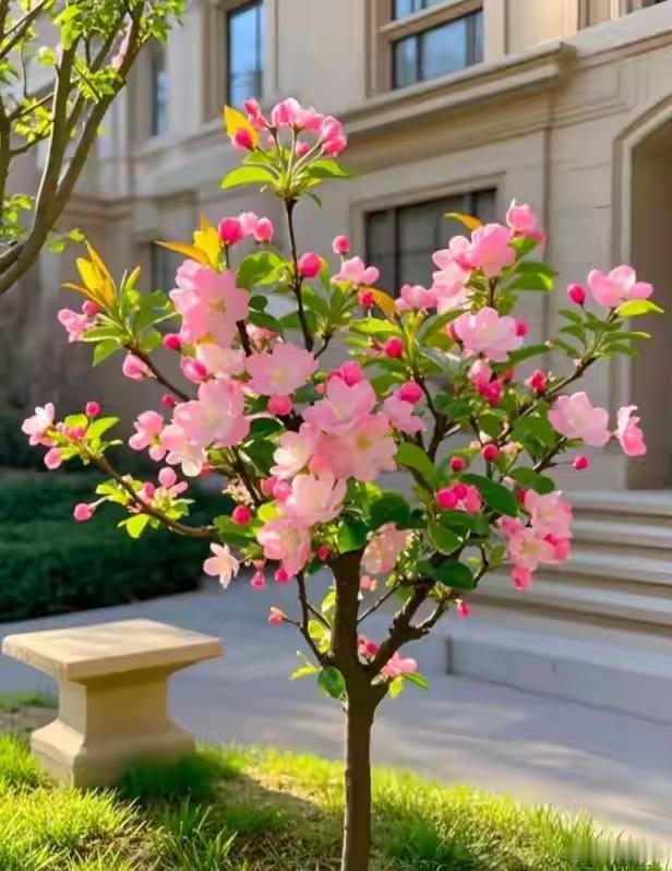 玉兰：早春 “白月光”喜阳光，稍耐阴，有一定耐寒性用法：合孤植、散植、门口或露台