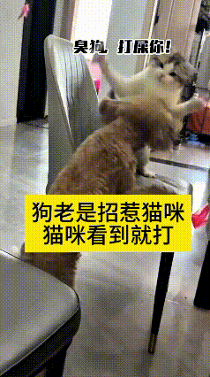 俺姐家这猫脾气可是杠杠嘞，凶得很不得了。
这泰迪偏偏不长记性，成天没事找事去招惹