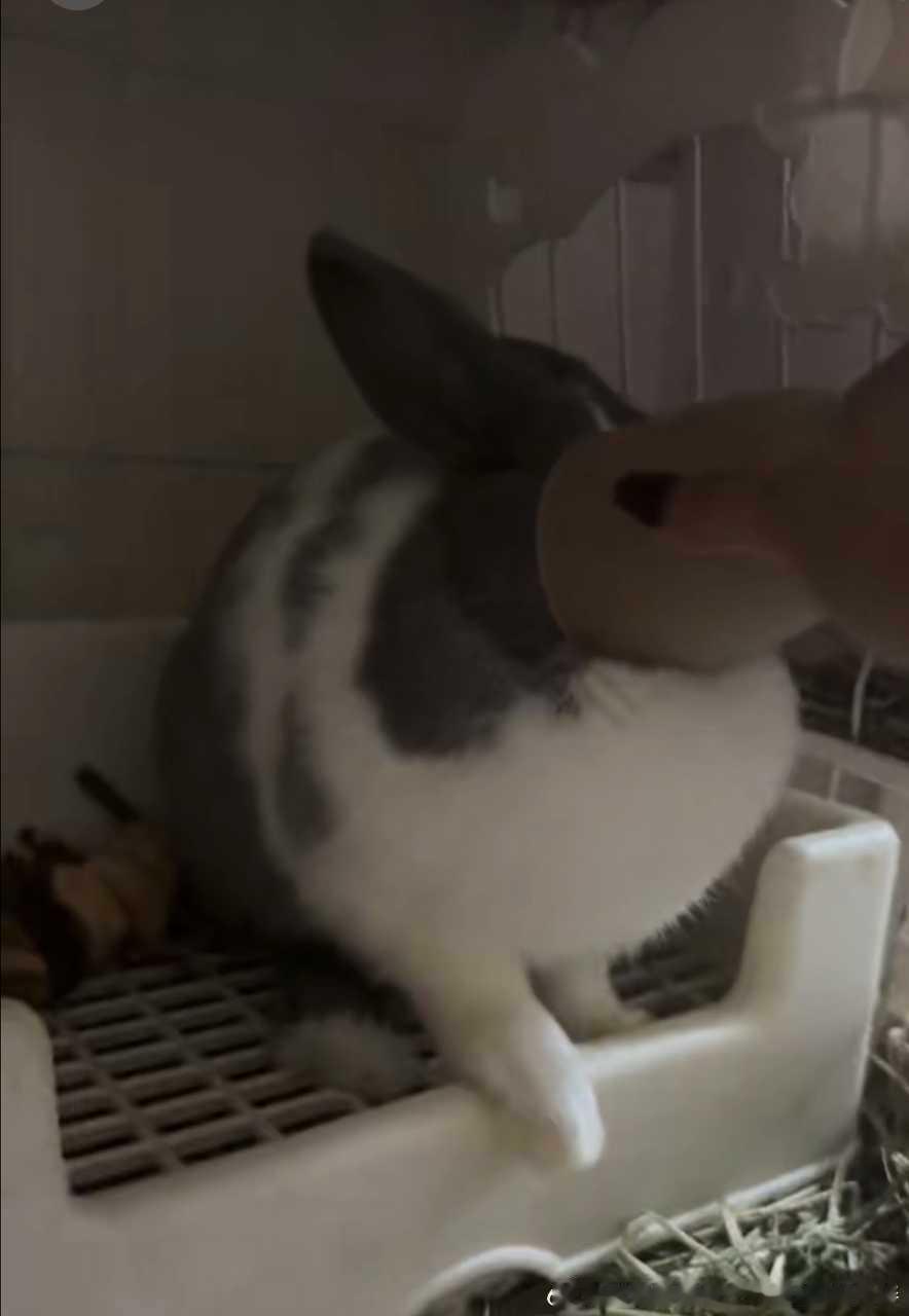 13652🐇【哪来的大母鸡】（只是和宝宝玩一下没有故意弄他） 