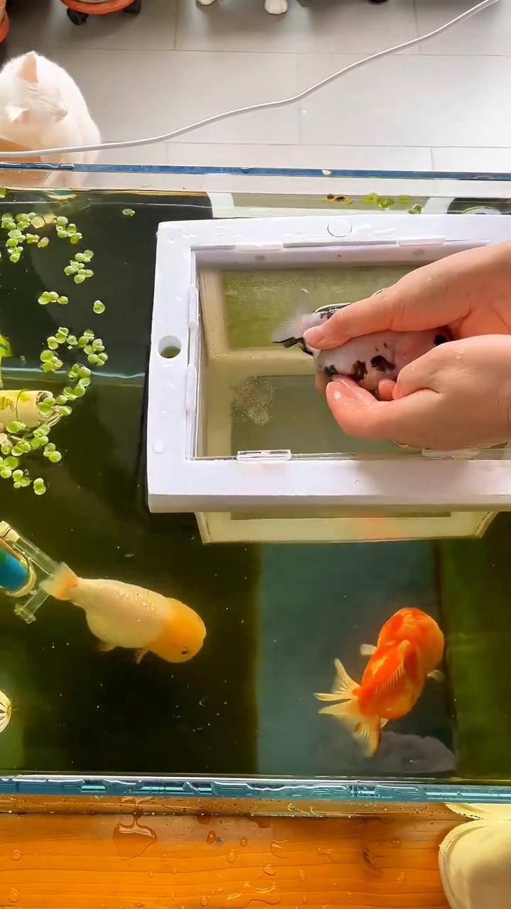 波妞，妞妞好可爱，妞妞胖德。好多看到了吗？三天以前牛牛产的卵，今天已经变成了小波