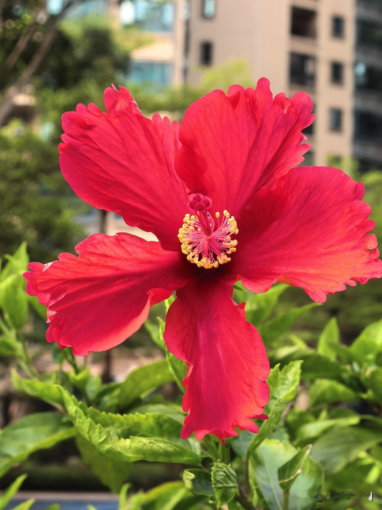 扶桑、琴叶珊瑚、翠芦莉、山茶花
小狗相伴，慢慢欣赏，便是欢喜