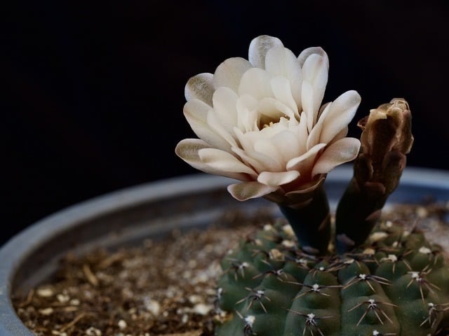 幸福，就只有唯一的一个真相：去成长。万物皆因成长而幸福。———《半山文集》 