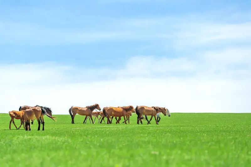 “马低头是为了吃草，人低头是为了生存”，这话真是道尽了生活的真相。马为了生存本能