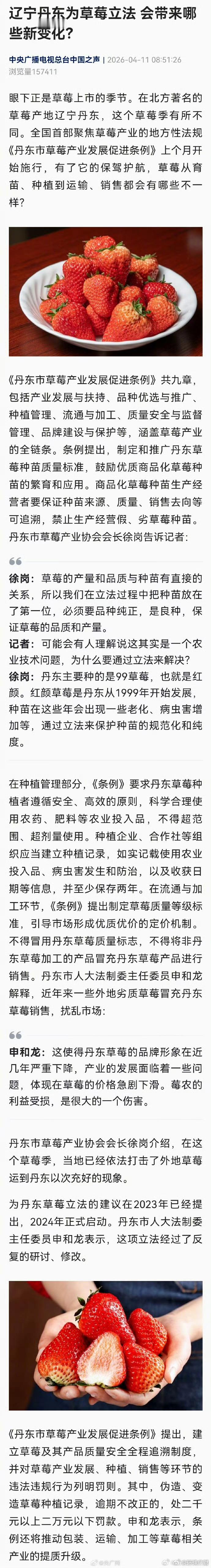 【#辽宁丹东为草莓立法# 会带来哪些新变化】眼下正是草莓上市的季节。在北方著名的