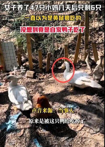 福建厦门，女子养了47只小鸡，几天后只剩6只，尸体都没有找到。她一直以为是黄鼠狼