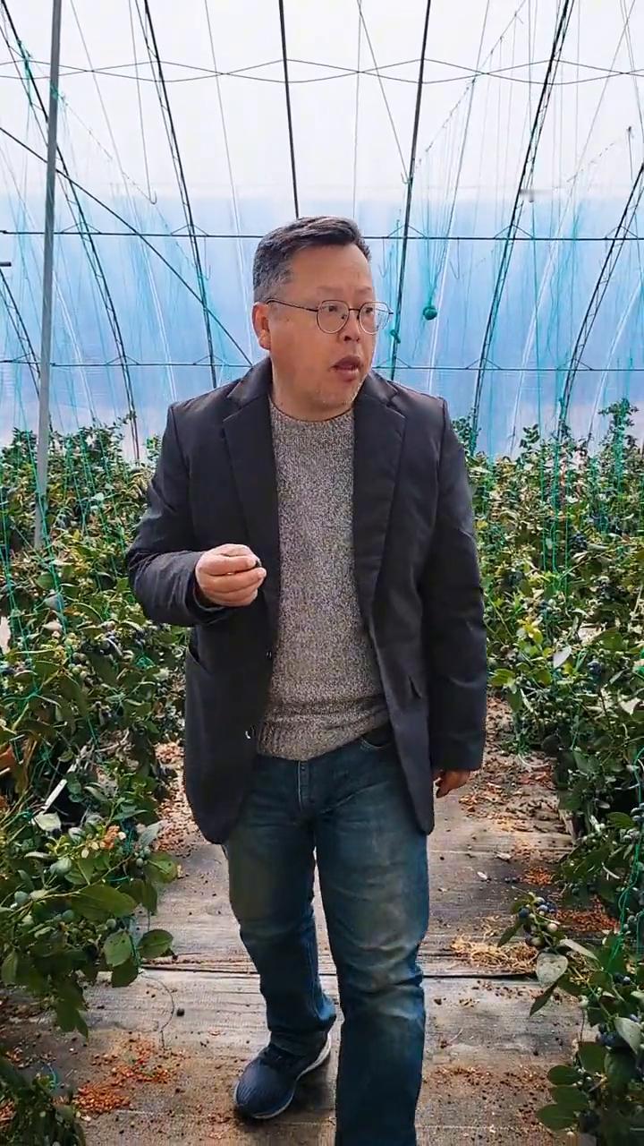 丹东的蓝旗镇是国家著名的蓝莓产区，也是泽农春雨的线下基地。从去年开始就源源不断的