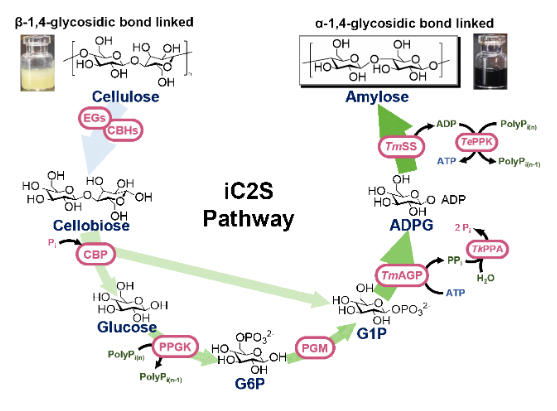 【！】继二氧化碳合成淀粉和蔗糖后，中国科学院天津工业生物技术研究所又放大招了！通