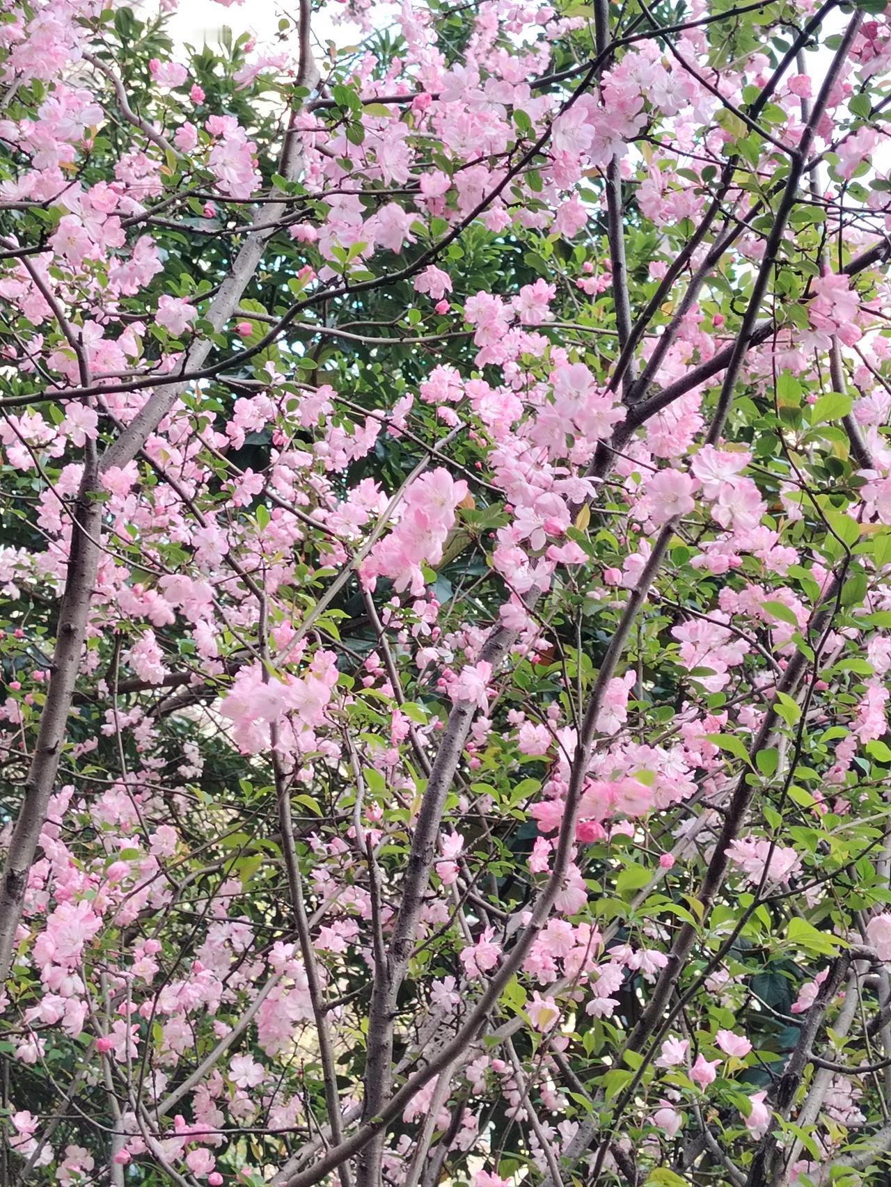春季里来百花盛开