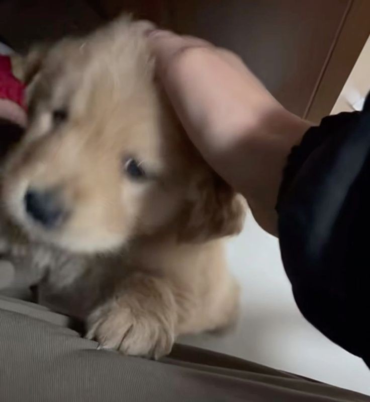 讲泰语也好萌 摸摸头 