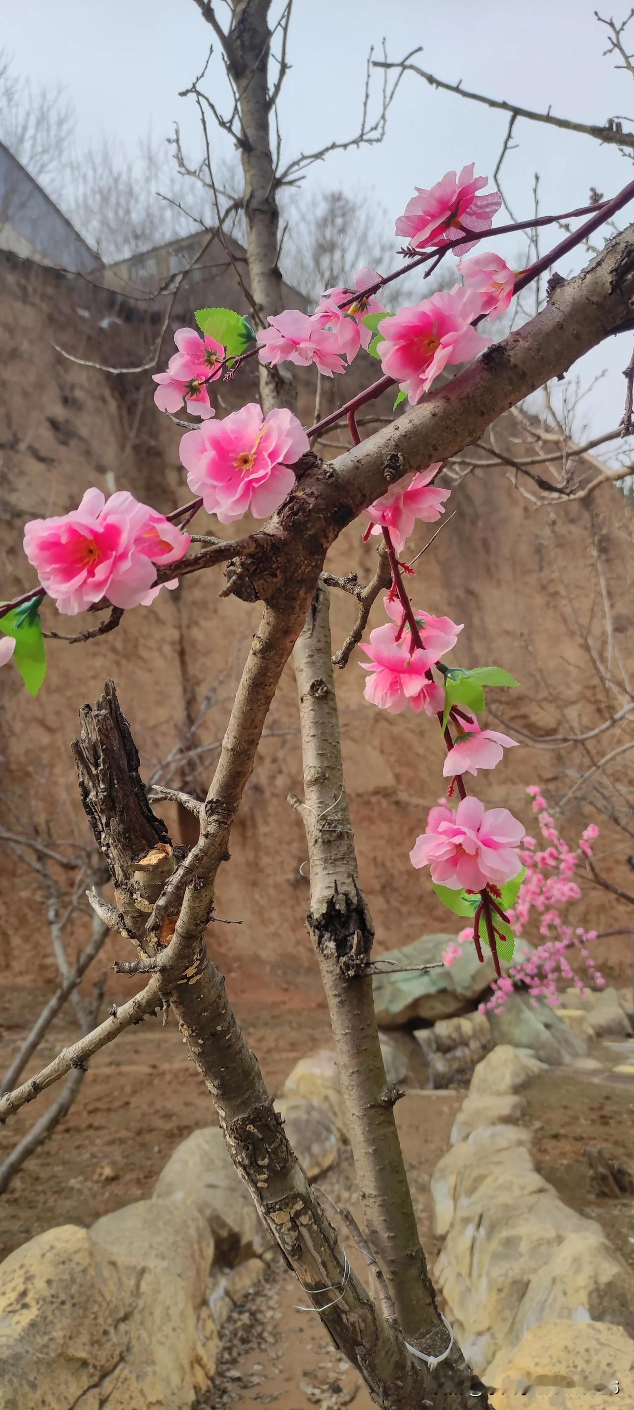 分享一张你手机里的花朵假花也俏。。。