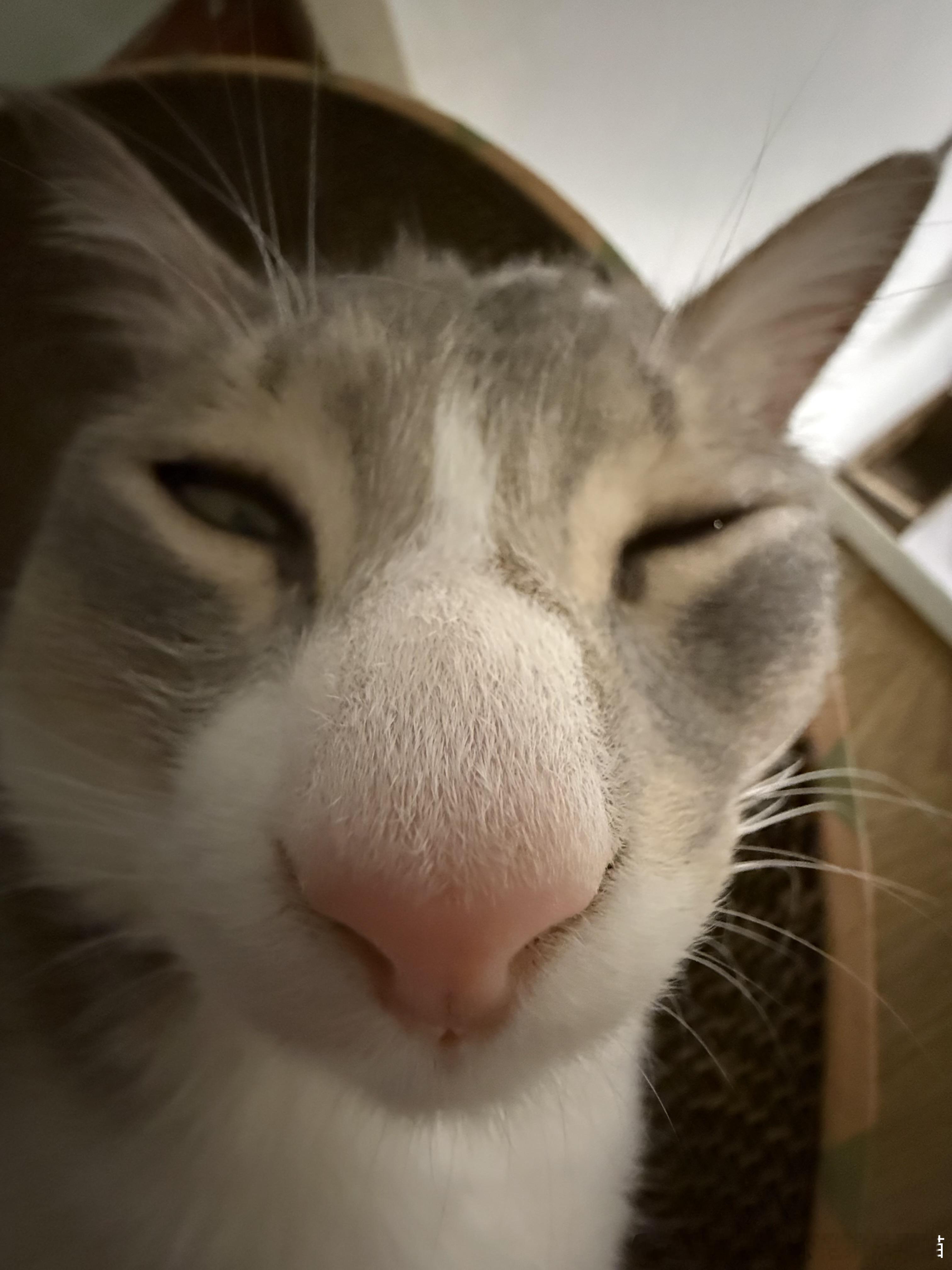 50405【丑猫】午睡睡到鬼迷日眼 